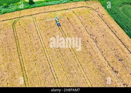 Vista aerea dall'alto, foto dal drone volante di una terra con campi verdi seminate in campagna in primavera. Terreno con piante coltivate di risone Foto Stock