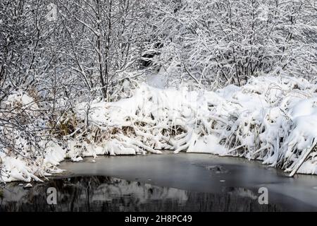 Neve fresca su ontano macchiato vicino all'acqua aperta, Greater Sudbury, Ontario, Canada Foto Stock