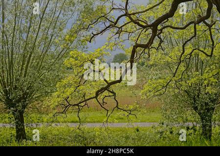 Rami con soleggiate foglie di primavera di un albero di quercia nel parco, con sentiero escursionistico e alberi di salice sullo sfondo nella riserva naturale di Bourgoyen, Gand, Foto Stock