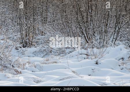 Neve fresca su ontano macchiato vicino all'acqua aperta, Greater Sudbury, Ontario, Canada Foto Stock