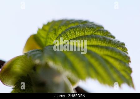 Macro foto di una foglia di nocciola, il sole che illumina la foglia Foto Stock