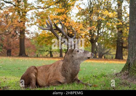 Red Deer Stag a Wollaton Park, Nottingham Nottinghamshire Inghilterra Regno Unito Foto Stock