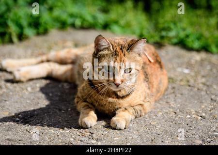 Un delicato gatto parassita giallo e arancione sulla sabbia su un vicolo da giardino con erba verde come sfondo sfocato, in una giornata di primavera soleggiata Foto Stock