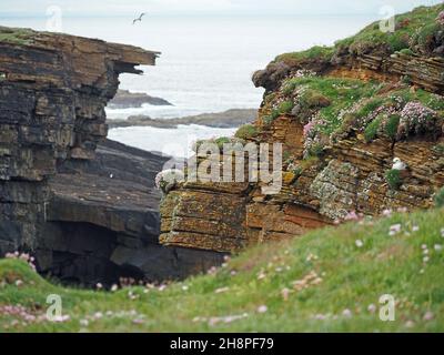 Vista sulla scogliera attraverso il geo (scoglio costiero nelle rocce lungo le linee di faglia) con Sea Thrift e Nesting Fulmar sulla costa nord-occidentale di Orkney, Scozia, Regno Unito Foto Stock