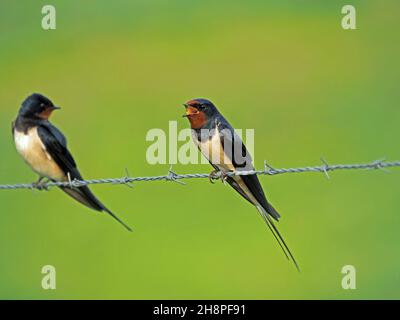 2 Swallows interagenti di Barn (Hirundo rustica) su filo spinato (uno che chiama l'altro che guarda) - livello degli occhi - sfondo verde semplice - Orkney, Scozia, UK Foto Stock