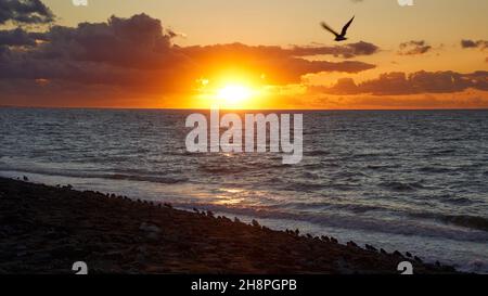 Tramonto sulla spiaggia in Sud Olanda. Paesaggio con molti uccelli costieri come silhouette. Nuvole scure sul mare. Un gabbiano vola vicino (movimento sfocato). Foto Stock