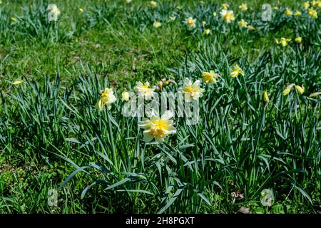 Gruppo di delicati fiori bianchi e gialli di naffodil in piena fioritura con erba verde sfocata, in un giardino di primavera soleggiato, bella floreale all'aperto b Foto Stock