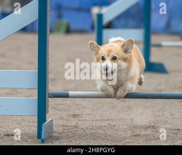Welsh Corgi Pembroke supera un ostacolo all'agilità in una competizione di agilità Foto Stock
