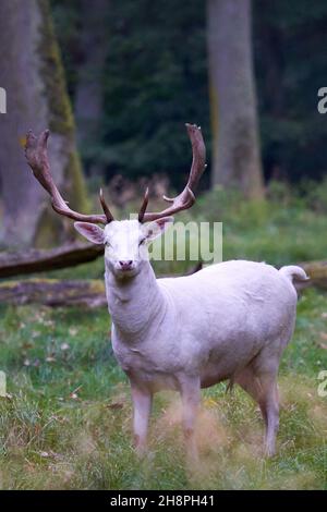 1 cervo albino bianco (Dama dama dama, damwild). L'animale sorge su un prato verde nella foresta. Magnifico antlered. Fauna selvatica in germania. Foto Stock