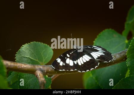 Una farfalla di aliante ungherese (Neptis rivularis) seduta su un albero, giorno di sole in estate, Vienna (Austria) Foto Stock