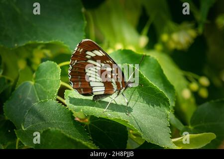 Una farfalla di aliante ungherese (Neptis rivularis) seduta su un albero, giorno di sole in estate, Vienna (Austria) Foto Stock