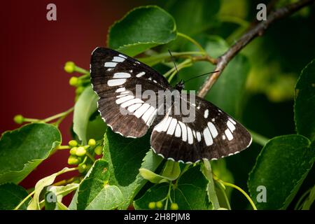 Una farfalla di aliante ungherese (Neptis rivularis) seduta su un albero, giorno di sole in estate, Vienna (Austria) Foto Stock