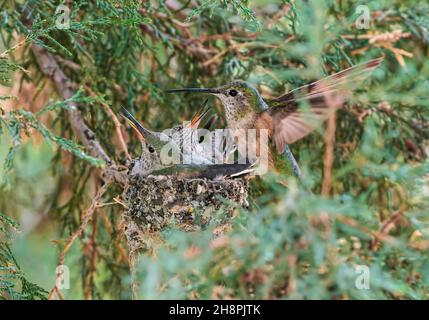 Una mamma colibrì dalla coda larga arriva per dare da mangiare ai colibrì del bambino nel nido, che sventolano accanto a loro mentre aspettano eccitatamente il loro prossimo pasto. Foto Stock