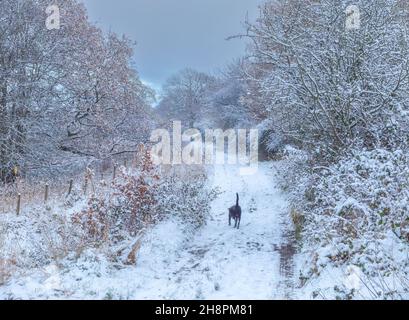 Passeggiata invernale con i cani. Un labrador Retriever nero cammina su un sentiero innevato a Baildon, Yorkshire. Gli alberi innevati fiancheggiano entrambi i lati del sentiero. Foto Stock