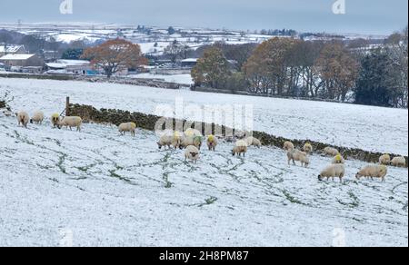 Pecore in un campo coperto di neve in una fattoria dello Yorkshire in Inghilterra. Foto Stock