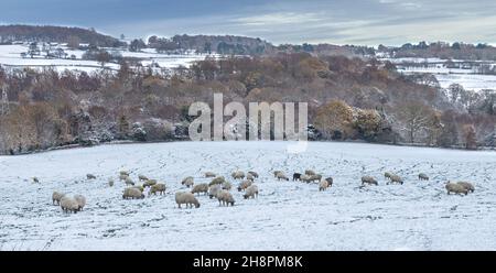 Pecore in un campo coperto di neve in una fattoria dello Yorkshire in Inghilterra. Foto Stock