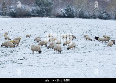 Pecore in un campo coperto di neve in una fattoria dello Yorkshire in Inghilterra. Foto Stock