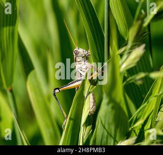 Primo piano di un grande Grasshopper della varietà a due strisce nel mezzo di vegetazione lussureggiante. Foto Stock