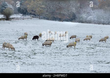 Pecore in un campo coperto di neve in una fattoria dello Yorkshire in Inghilterra. Foto Stock