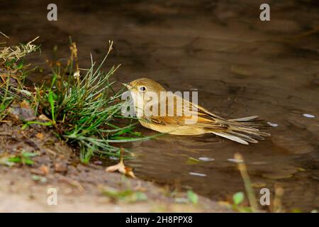 Il cuculo è un uccello della famiglia dei Cuculidae. Foto Stock