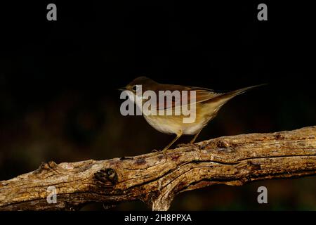 Il cuculo è un uccello della famiglia dei Cuculidae. Foto Stock