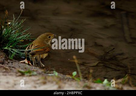 Il cuculo è un uccello della famiglia dei Cuculidae. Foto Stock