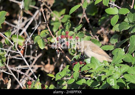 Il cuculo è un uccello della famiglia dei Cuculidae. Foto Stock