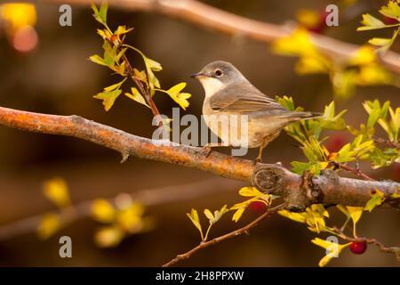 Il cuculo è un uccello della famiglia dei Cuculidae. Foto Stock