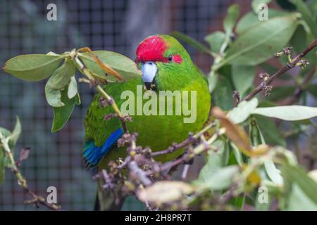 Un parakeets rosso coronato (Kākāriki) arroccato su un ramo nella Riserva Naturale di Nga Manu, Wellington Foto Stock