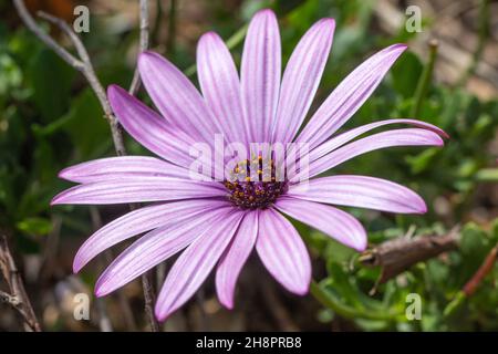 Osteospermum ecklonis, Capo Daisy, primo piano, Macro Foto Stock