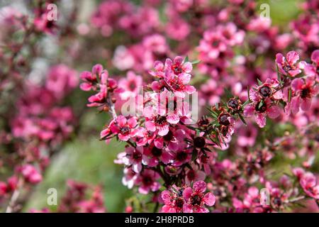 Leptospermum scoparium, fiori rosa Manuka, primo piano, macro Foto Stock