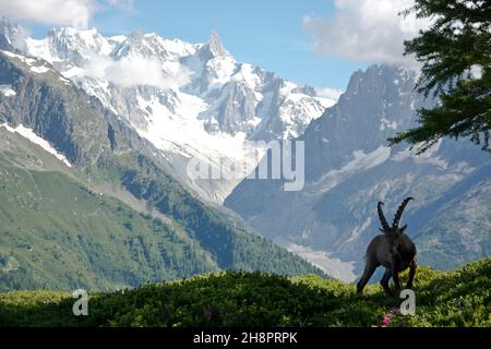 Alpensteinbock vor dem Dent du Géant im französischen Mont-Blanc-Massiv Foto Stock