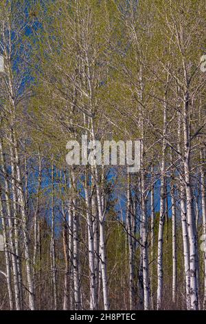 Fogliame primaverile emergente in aspen alberi, Grande Sudbury, Ontario, Canada Foto Stock