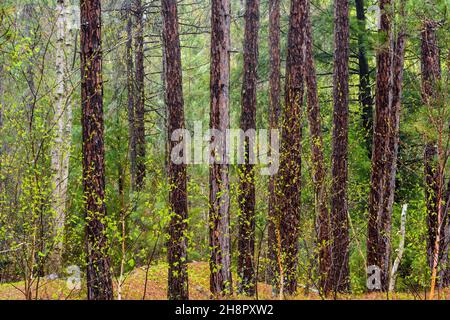 Legno di pino rosso bosco pavimento con pinestraw e Canada mayflower, Grande Sudbury, Ontario, Canada Foto Stock