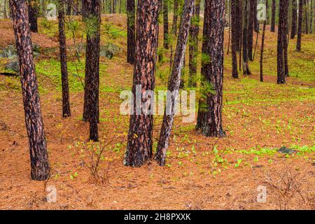 Legno di pino rosso bosco pavimento con pinestraw e Canada mayflower, Grande Sudbury, Ontario, Canada Foto Stock