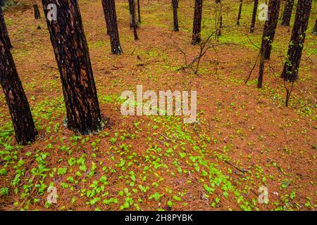 Legno di pino rosso bosco pavimento con pinestraw e Canada mayflower, Grande Sudbury, Ontario, Canada Foto Stock