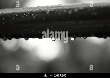 Scala di grigi di gocce d'acqua su legno Foto Stock