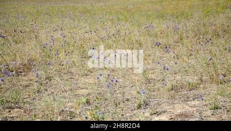 Echinops bannaticus Blue Glow. Echinops bannaticus, noto come il globo-cardo blu, è una specie di piante fiorite della famiglia dei girasoli, native t Foto Stock