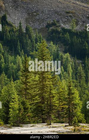 Nuvole che si muovono intorno agli alberi con riflessione di montagna sul lago durante la pioggia. Foto Stock