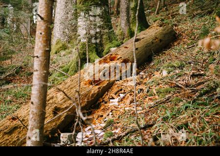 Il tronco dell'albero marcio si trova a terra nel parco Biogradska Gora. Montenegro Foto Stock