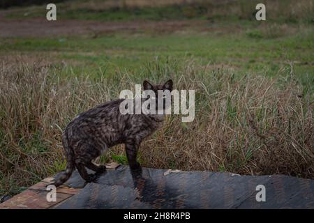 Gatto di strada di colore scuro con occhi giallognoli-verdi Foto Stock