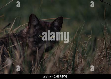 Gatto di strada di colore scuro con occhi giallognoli-verdi Foto Stock