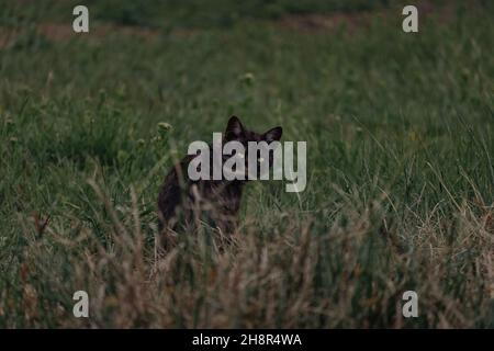 Gatto di strada di colore scuro con occhi giallognoli-verdi Foto Stock