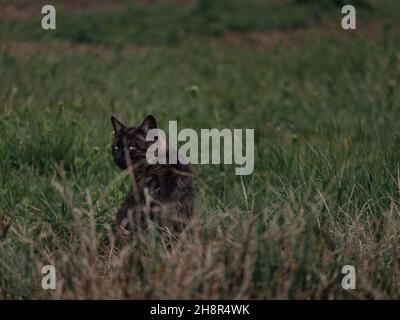 Gatto di strada di colore scuro con occhi giallognoli-verdi Foto Stock