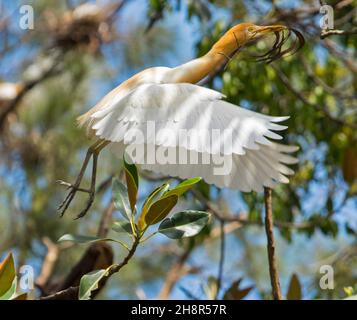 Spectacular Cattle Egret, Ardea ibis, in gaudia arance e piume bianco, in volo con trasporto di materiale nidificante nel parco cittadino in Australia Foto Stock