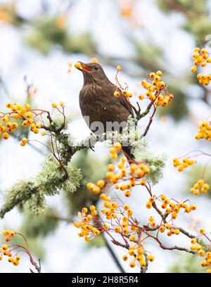 Femmina uccello nero turdus merula mangiare arancia rowan bacche, Scozia, Regno Unito Foto Stock