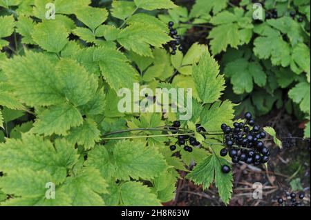 Bacca nera lucida (Actaea speicata) frutta in un giardino nel mese di settembre Foto Stock