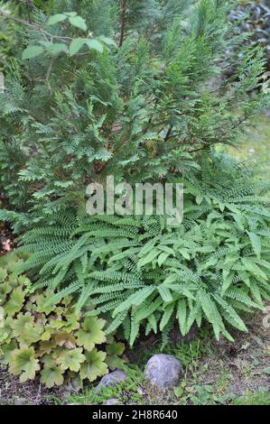 La felce da maidenhair a cinque dita (pedum Adium) cresce in un giardino nel mese di luglio Foto Stock