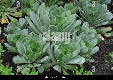 Il mito di Aeonium cuneatum Granny cresce in un giardino a maggio Foto Stock