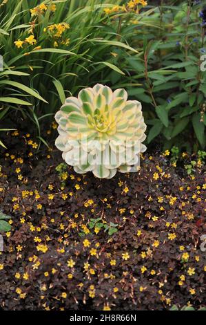 Variegata aeonium Sunburst cresce in un giardino nel mese di maggio Foto Stock